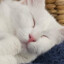 Catlife1