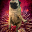 Dogman