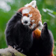redpandakingmtx