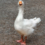 TheGoose