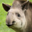 EpicTapir