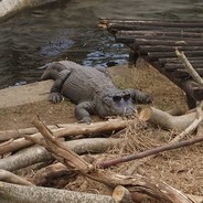 Cool Croc