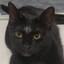 Sylvester