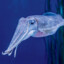 A_Cuttlefish