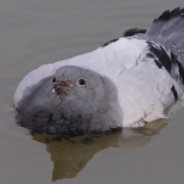 PigeonDuck