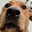 Boof
