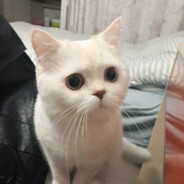 肤浅
