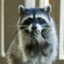 CoolRaccoon