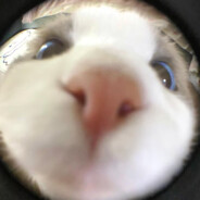 能吃能睡能摆烂