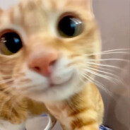 家猫没有野猫香