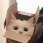 布布