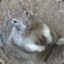 AnObeseSquirrel