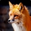 Vulpine Fox