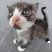 Suds - steam id 76561197971795965