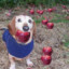 Erkosh Dog