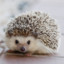 Hedgehog