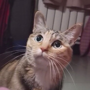 恩怨分明且特别有种