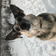 Lynx