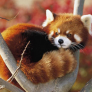 美女看不到我在线