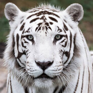 TIGER - steam id 76561199415845616