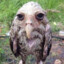 Wet Owl (HvH or 13:0)