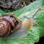PassiveSnail