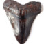 Prehistoric Chocolate teeth