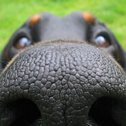 бескрайняя плоть