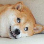 Shibe Doge