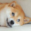 Shibe Doge