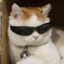 gato de ray-ban