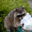 Trash Panda