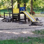 💪Borkowskie Dziki💪*******