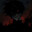 pakus-