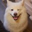 samoyed