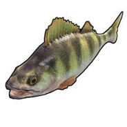 MR.fish's Steam Avatar