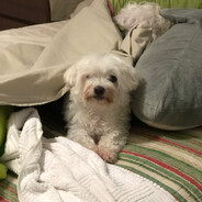 Tiko