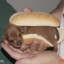 Dogburger