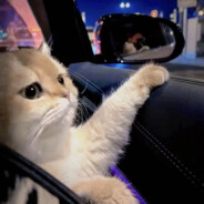 小猫也有心结、