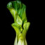 bok choi