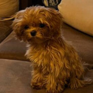 Лилу - Вас выебу!