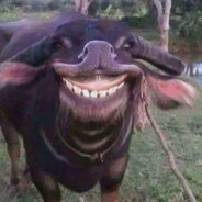 ซับควายให้ดันป้อม