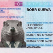 BOBR KURWA