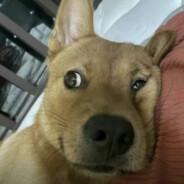 叼着棒棒糖逗小孩