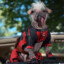 Dogpool
