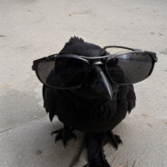 Corvid