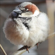 Sparrow