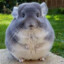 chinchilla