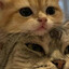 Mr&#039;s Puta)