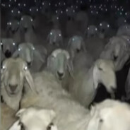 kapodinks skins.army